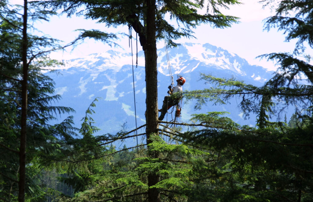 arborist-on-tree-zipline